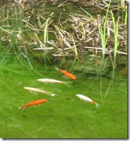 02 June 2008 Pond and Tadpoles