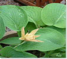 20 May 2008 - Hemingway 082