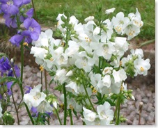 20 May 2008 - Hemingway 093