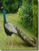 Roses and a peacock @ Hemingway June 2009 004