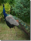 Roses and a peacock @ Hemingway June 2009 012