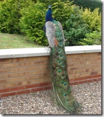 Roses and a peacock @ Hemingway June 2009 027
