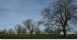 four trees - winter 2007