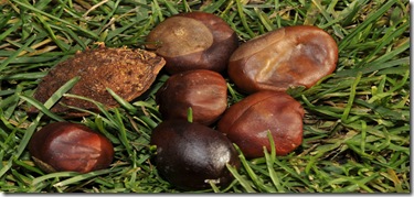 conkers