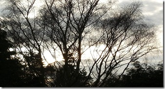 winter trees at nightfall - from my window