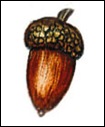 acorn