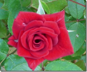 June Flowers 2010 008