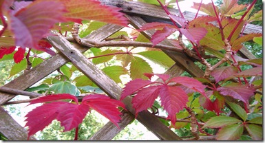 Autumn Shots 2010 003