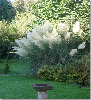 Garden Oct 2010 001