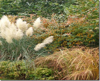 Autumn Days Of November2010 011